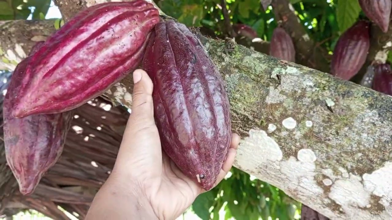 KAKAO yang bisa bikin kaya mendadak kakao Sulawesi Tengah