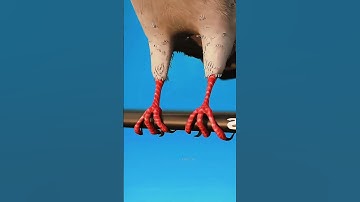 lý do con chim bị giật khi đậu trên sợi dây điện #shorts