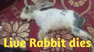 Baby Rabbit Dies Live Form Unknown Cause | Cute Baby Rabbit #rabbit #bunny