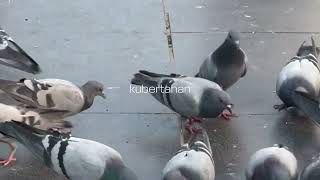 Kuat - Mentari Novel