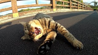 凶暴なキジトラ猫が橋の真ん中で堂々とお昼寝