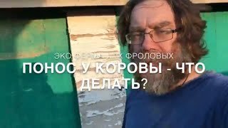 Понос у коровы, упал удой, что делать?