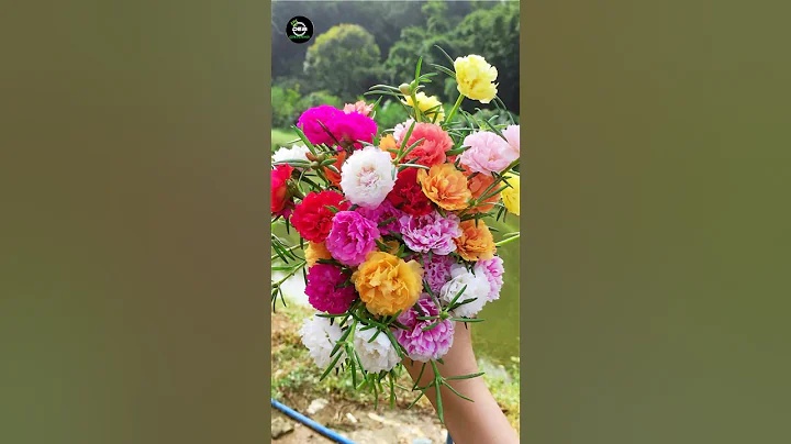 How To Grow portulaca plant |Moss Rose 🌸 #portulaca #shorts #youtubeshorts #shortsfeed #viral