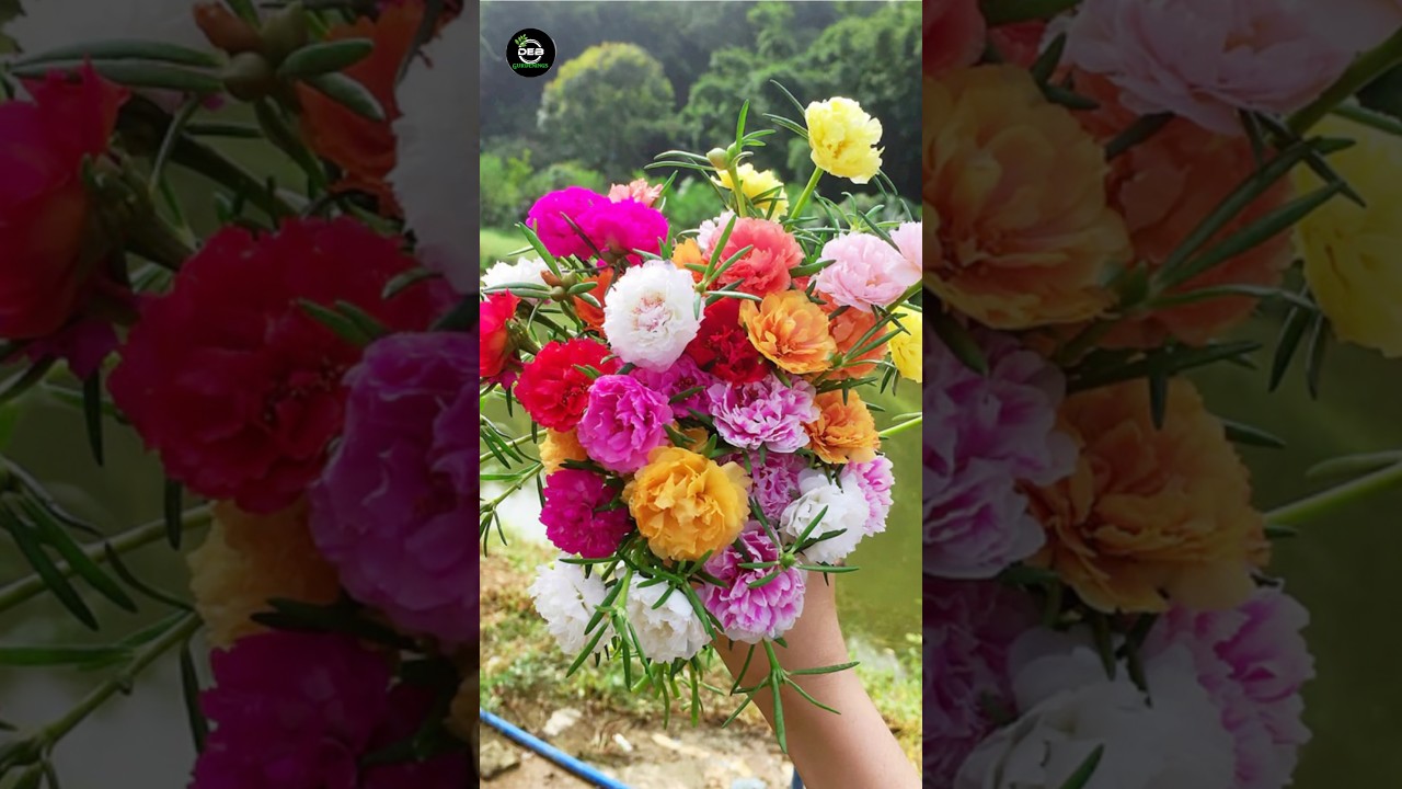 How To Grow portulaca plant |Moss Rose 🌸 