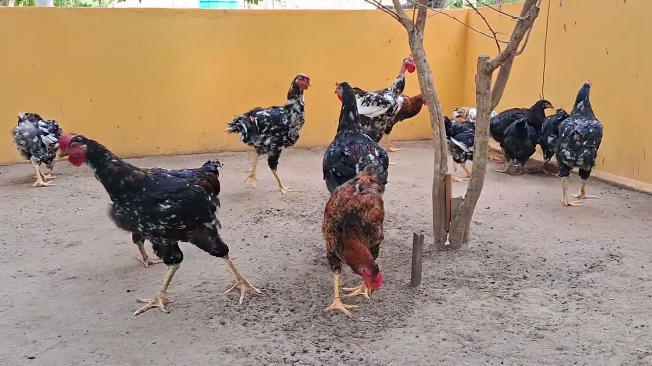 Balão de Baixa Grande e IG, BREVE LOTES DISPONÍVEIS PARA VENDA, ZAP 75-9.9822-9930 ( SÓ MENSAGEN ).