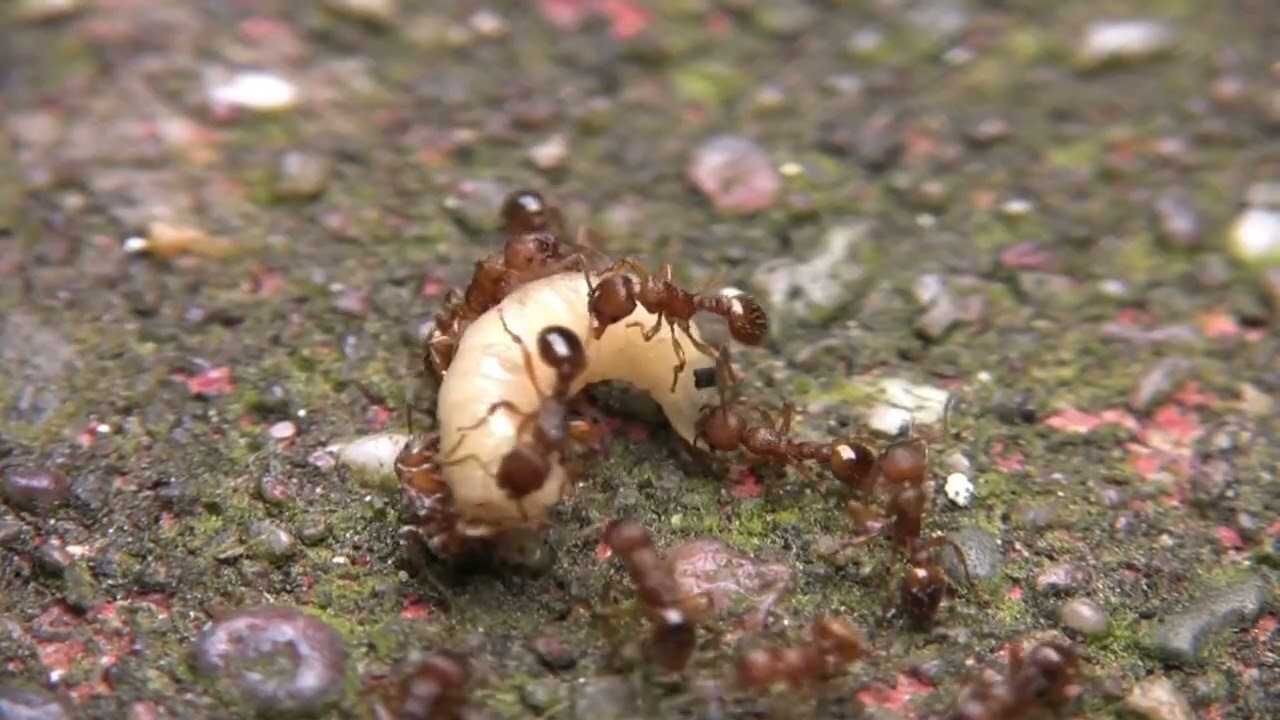 Муравьиная империя: цивилизация, о которой молчат. Муравьи — тайные хозяева Земли? 