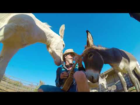 Video: Donkey Biennial