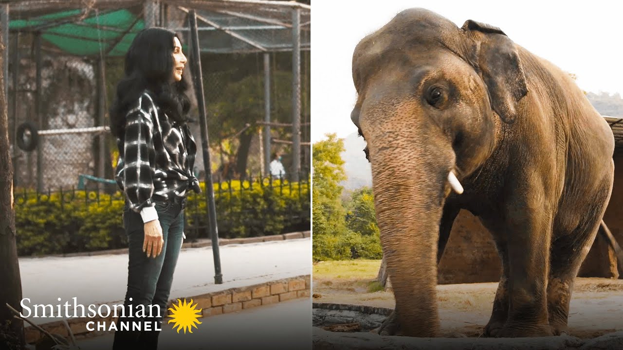 Heartwarming: Cher Sings to Kaavan the Elephant During Their First ...