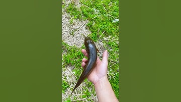 Smoked Fish? #shorts #tiktok #foryou #fyp #food #langlieu