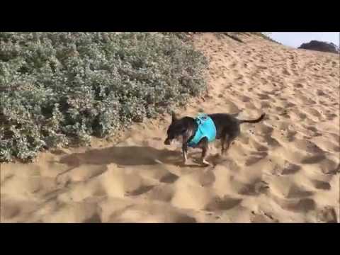 Peanuts, a male Chihuahua at Muttville santa clarita diet