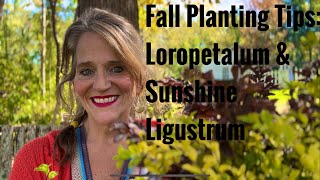 Exclusive Fall Planting Tips: Deer Resistant Shrubs- Loropetalum and Sunshine Ligustrum Details
