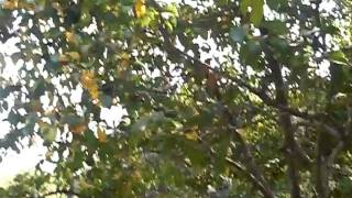 勁新旅遊 20091021 江南6日  杭州 滿瀧桂雨 3