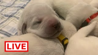 LIVE STREAM Adorable 1 Week Old Labrador Retriever Puppies