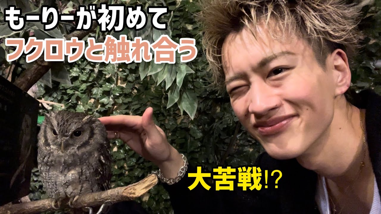 【大苦戦】もーりーが初めてフクロウと触れ合うの巻🦉【癒し空間】