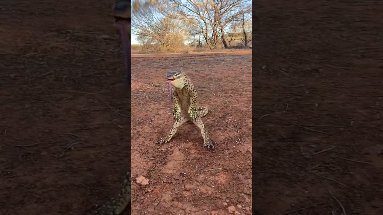 🦎 The spitting image of a T-rex 