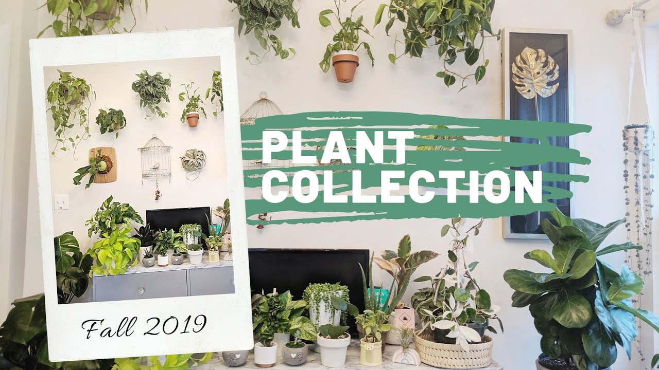 PLANT COLLECTION UPDATE TOUR | FALL 2019 - YouTube