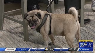 Young-Williams Pet of the Week: Mugsy