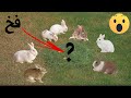 ابتكار واختراع رائع صنع فخ قوي يصطاد الارنب بطريقة سريعة |  OMG! AMAZING Rabbit Trap