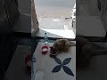 يارب تحنن القلوب على هاد المخلوقات0649095261 mp3