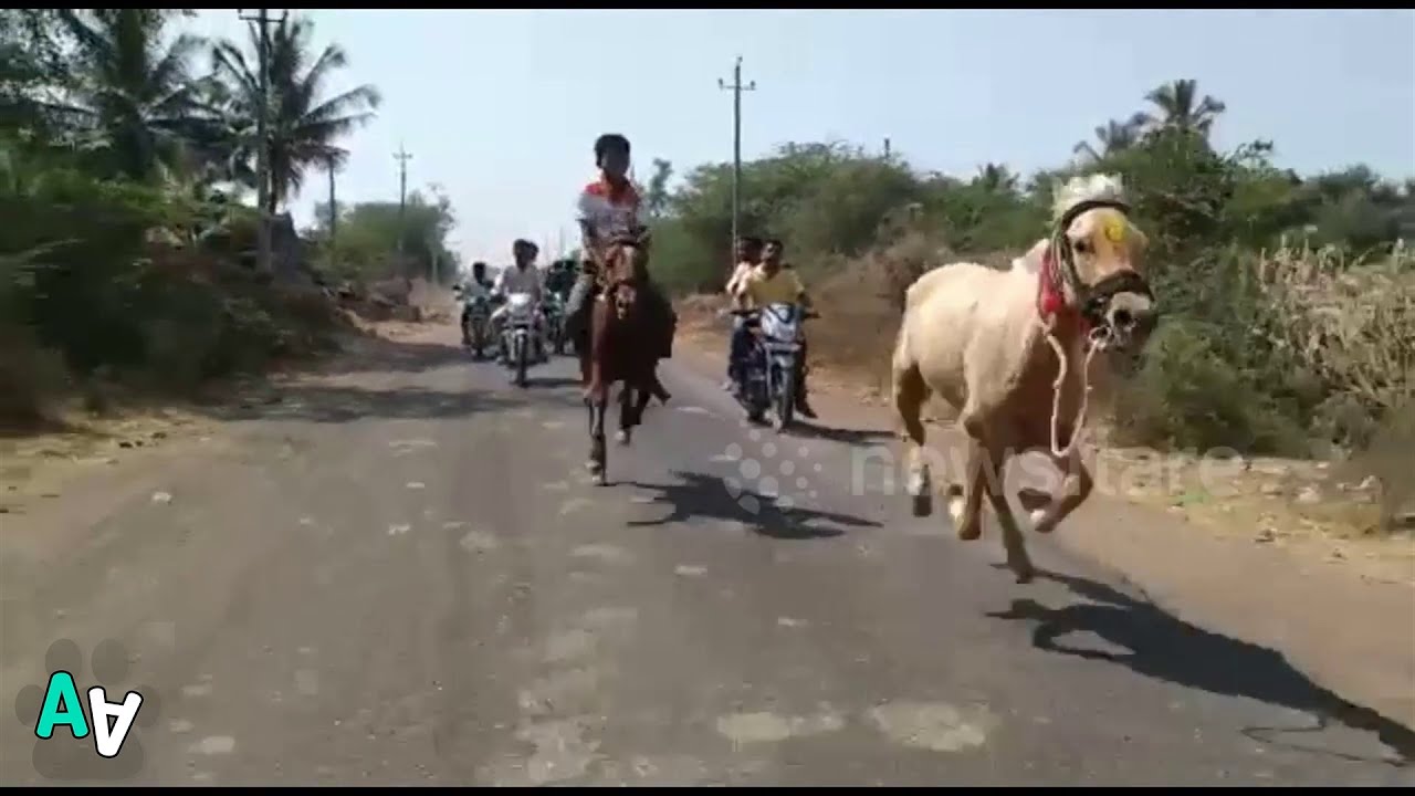 Jockey Manages to Get Back on Saddle after Falling Off Horse