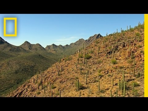 Video: Bakteriyel Nekroz Nedir: Saguaro Kaktüsünün Bakteriyel Nekrozu Hakkında Bilgi Edinin