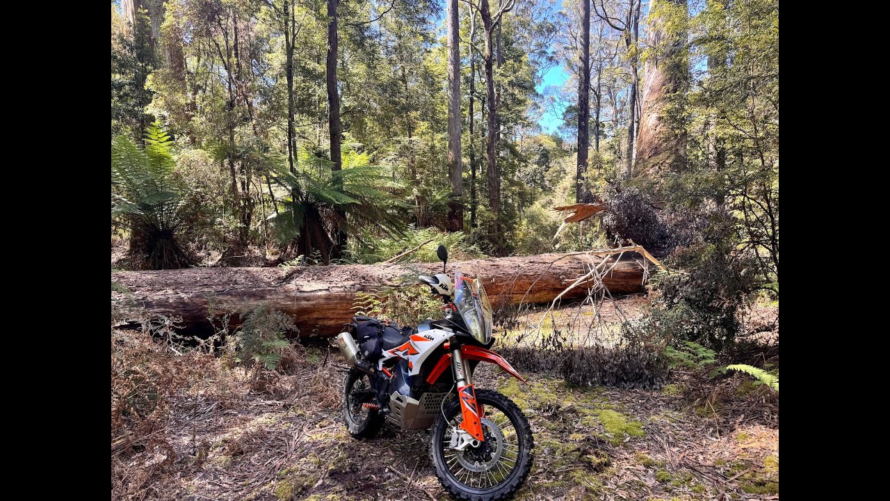 Alexiou KTM 890 Advenure R, Swamp road