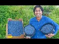 5 Tips to Grow Lots of Blueberries