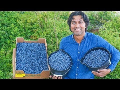 Video: How to grow blueberries: varieties, planting, top dressing