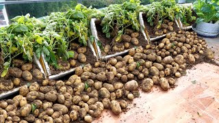 Many Tubers Came Unexpectedly, This Is How I Grow Potatoes On Terrace Super Effectively