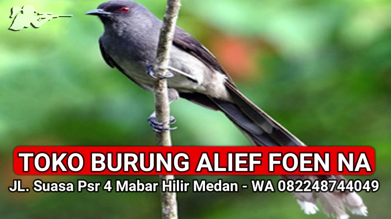 Suara Pikat Mp3 Burung Murai Air Atau Burung Reruk Youtube