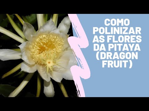 Como polinizar as flores da Pitaya(dragon fruit) 4k