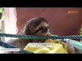 Disabled sloth lived his best life in final days