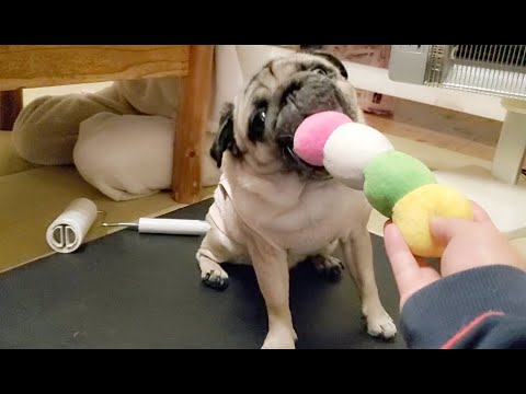 新しいクサ子が気に入って仕方ないパグ犬ぷぅ Pug