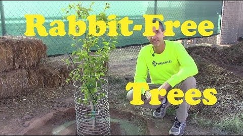 Protecting Young Trees From Rabbits | #farmwithme