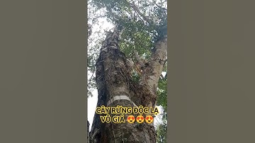 CÂY RỪNG ĐỘC LẠ VÔ GIÁ HIẾM CÓ KHÓ TÌM TRONG RỪNG SÂU TÂY NGUYÊN.