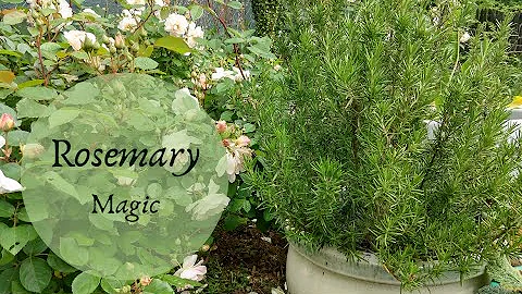 The Magic of Rosemary