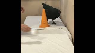 Clicker Training Chickens: Training a New Behaviour