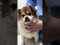 The dog was ignored on the street