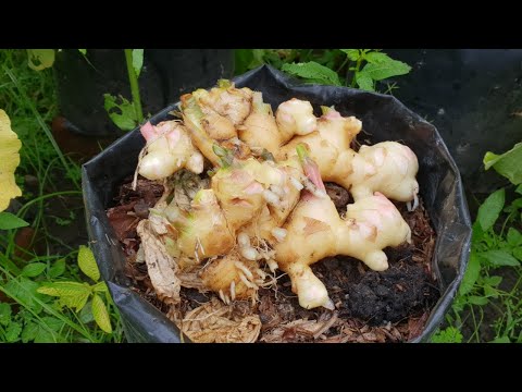 6 tips for planting and harvesting young ginger in a polybag