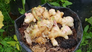 6 tips menanam dan menuai halia muda dalam polibag