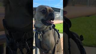 The Famous Frodo #dog #dogshorts  #dogs #shorts #trending