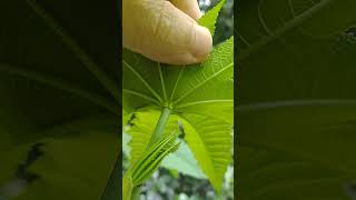 Sabia Que A Mamona Ricinus Communis Desenvolve Corpus Mulleriano Para Atrair Formigas Tambm