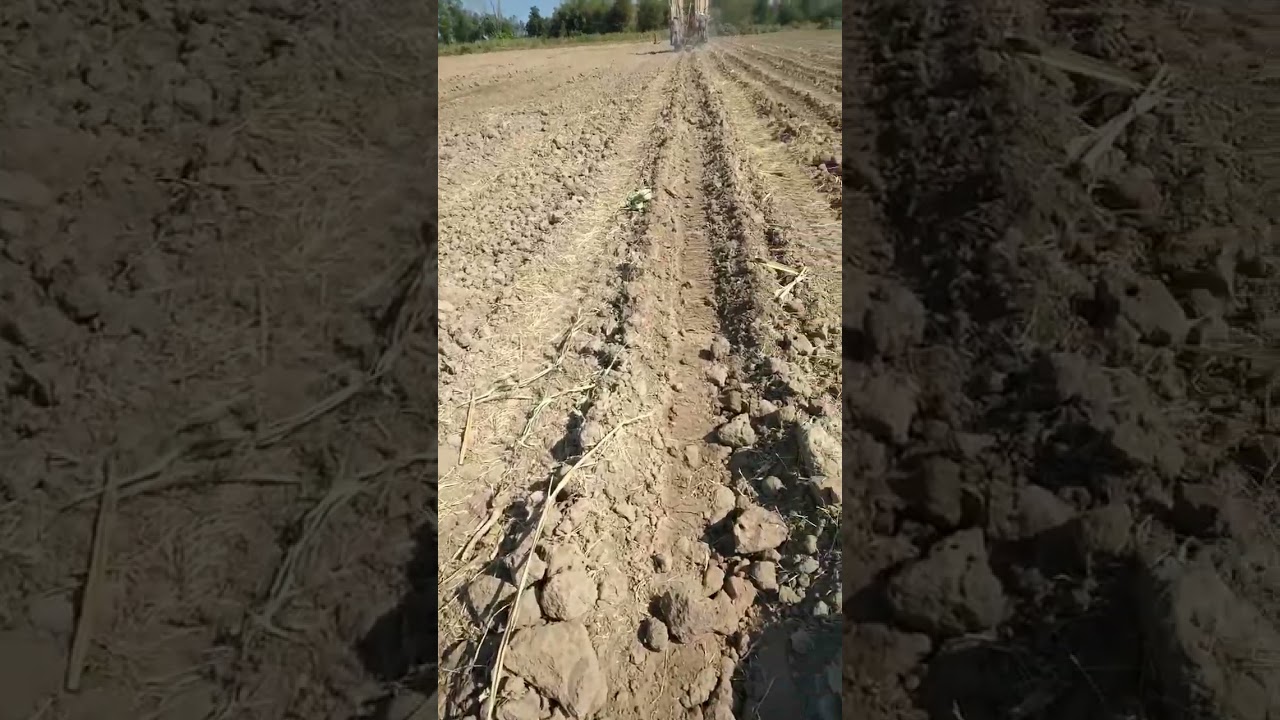 #วิธิการปลูกอ้อยข้ามแล้งแบบร่องเดี่ยว