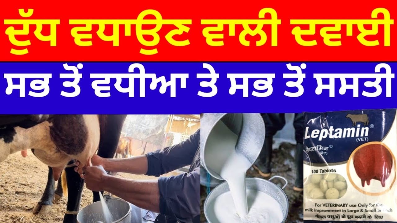 ਦੁੱਧ ਵਧਾਉਣ ਵਾਲੀ ਸਭ ਤੋਂ ਵਧੀਆ ਤੇ ਸਸਤੀ ਦਵਾਈ Kudrat dairy farm Dr Sukhchain singh 