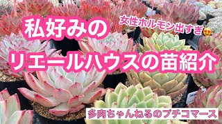 【多肉植物】女性ホルモン出すぎました