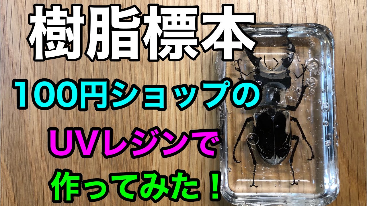 100均の材料でクワガタの樹脂標本を作ってみた Youtube