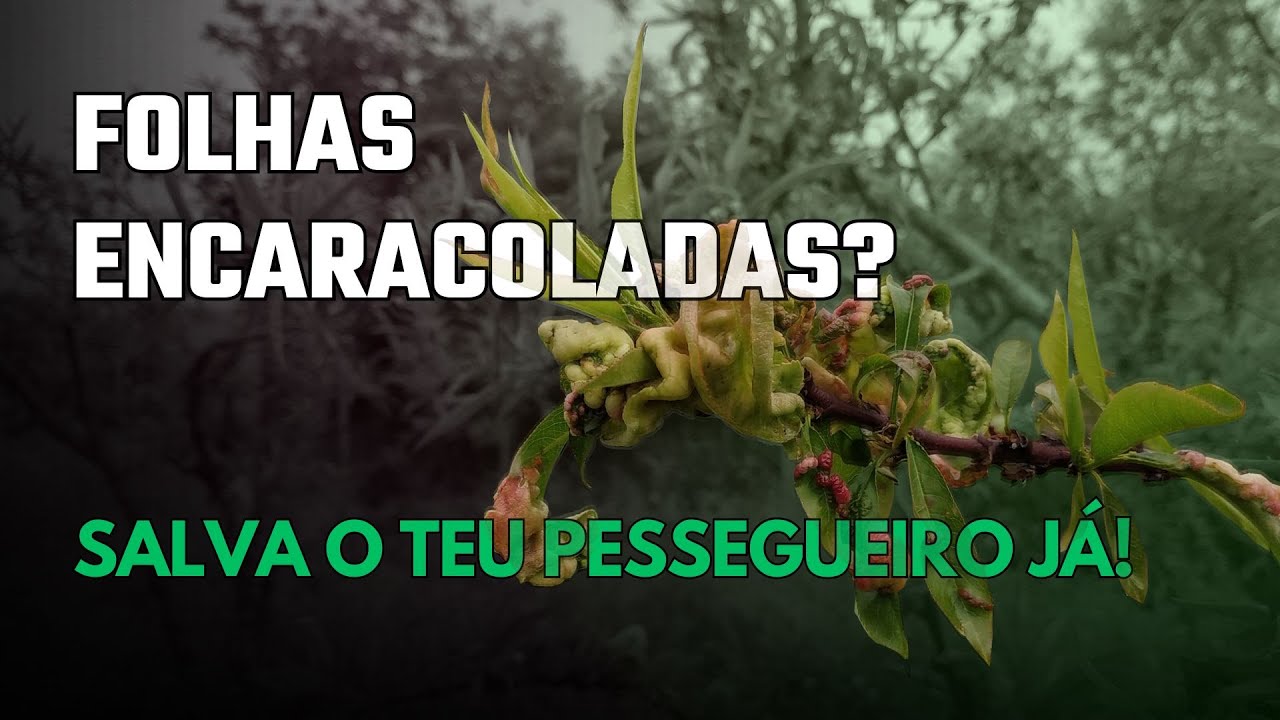 Как лечить персиковую лепру