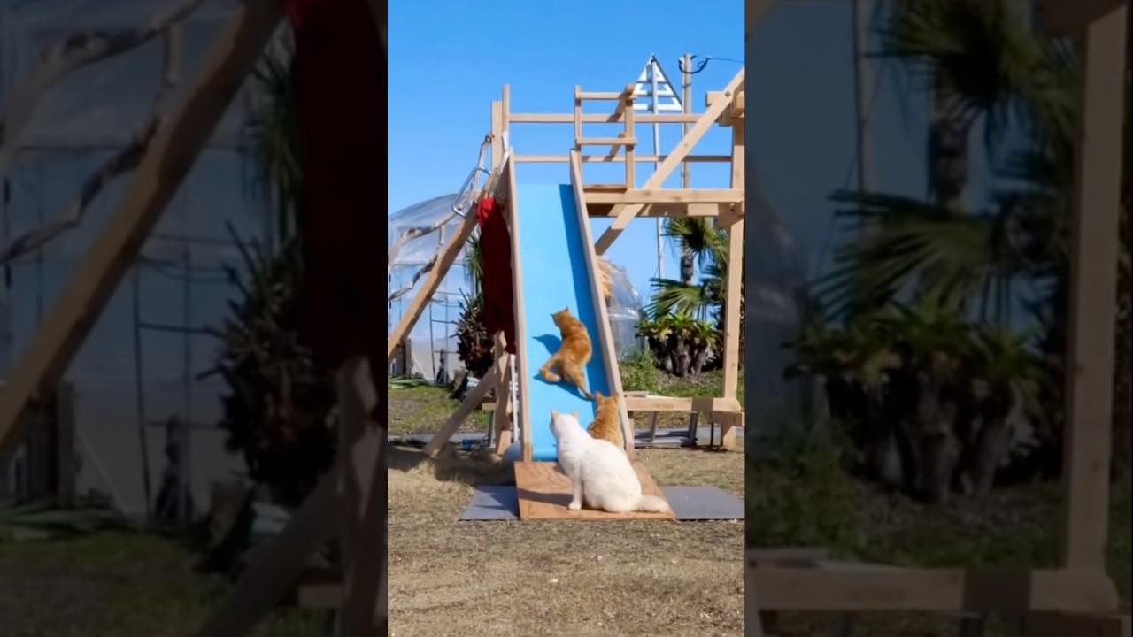 Prepare for a cuteness overload with this playful kitten! 🐱 