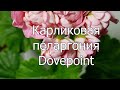 Карликовая махровая пеларгония Dovepoint