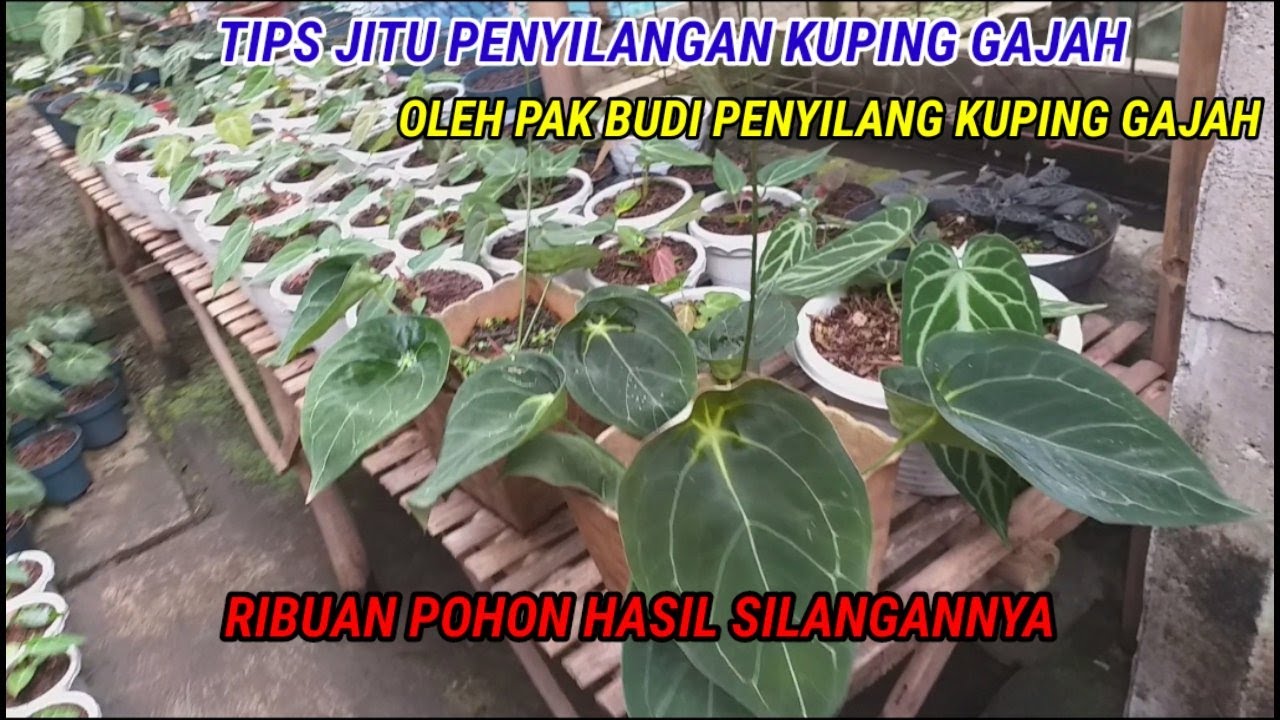 ANTI GAGAL TIPS PENYILANGAN KUPING GAJAH OLEH PAK BUDI PENYILANG KUPING GAJAH